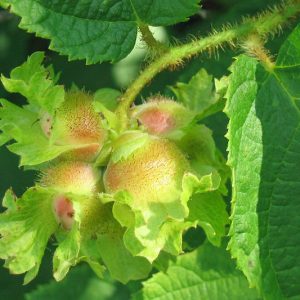 Corylus americana, American Hazelnut, American Filbert, , Deciduous Shrubs, Fall color, Yellow catkins