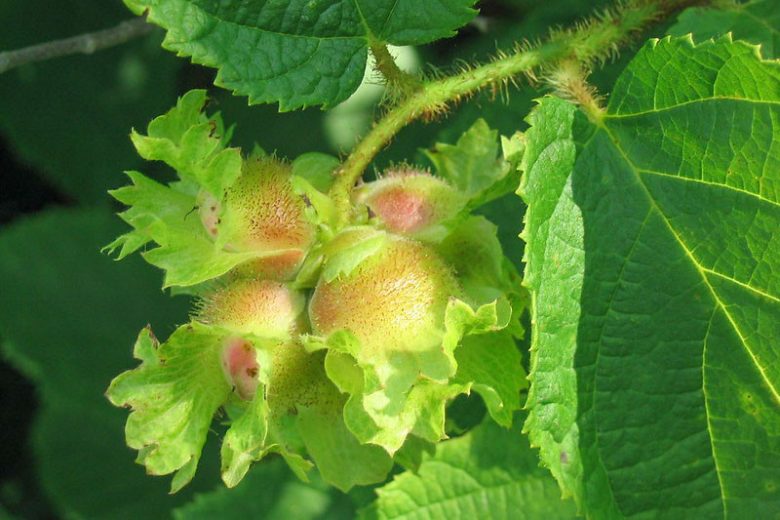 Corylus americana, American Hazelnut, American Filbert, , Deciduous Shrubs, Fall color, Yellow catkins