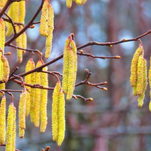 Corylus avellana, Hazel, Cobnut, Common Filbert, European Hazelnut, Hale Nut, Hazelnut, Stock Nut, Wood Nut, Deciduous Shrubs, Fall color, Yellow catkins