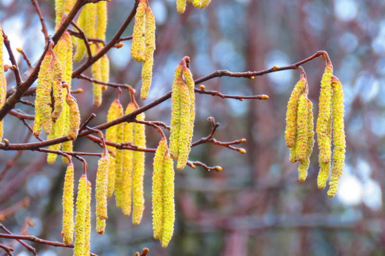 Corylus avellana, Hazel, Cobnut, Common Filbert, European Hazelnut, Hale Nut, Hazelnut, Stock Nut, Wood Nut, Deciduous Shrubs, Fall color, Yellow catkins
