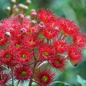 Eucalyptus ficifolia, Gum Tree, Flowering Gum, Red Flowering Gum, Eucalyptus ficifolia, Evergreen Tree, Red Flowers