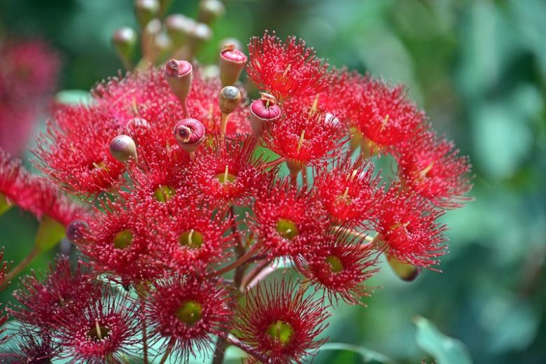 Eucalyptus ficifolia, Gum Tree, Flowering Gum, Red Flowering Gum, Eucalyptus ficifolia, Evergreen Tree, Red Flowers