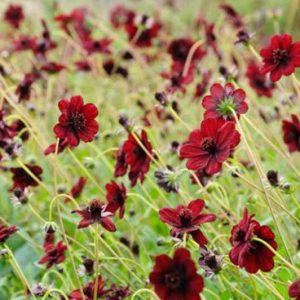 Cosmos Atrosanguineus,Chocolate Cosmos, Black Cosmos, Black Dahlia, Chocolate Plant, Maroon Flowers, Chocolate Flowers, Dark Flowers