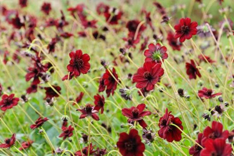 Cosmos Atrosanguineus,Chocolate Cosmos, Black Cosmos, Black Dahlia, Chocolate Plant, Maroon Flowers, Chocolate Flowers, Dark Flowers