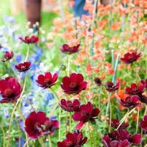 Cosmos atrosanguineus Chocamocha, Chocolate Cosmos, Black Cosmos, Black Dahlia, Chocolate Plant, Maroon Flowers, Chocolate Flowers, Dark Flowers