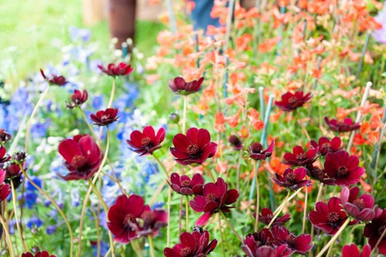Cosmos atrosanguineus Chocamocha, Chocolate Cosmos, Black Cosmos, Black Dahlia, Chocolate Plant, Maroon Flowers, Chocolate Flowers, Dark Flowers
