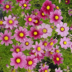 Cosmos Antiquity, Mexican Aster Antiquity, Cosmos Bipinnatus Antiquity information, Pink Cosmos, Pink Flowers