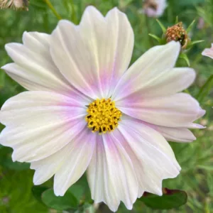 Cosmos Apricot Lemonade, Mexican Aster Apricot Lemonade, Cosmos Bipinnatus Apricot Lemonade, Yellow Cosmos, Apricot Cosmos, Bicolor Cosmos
