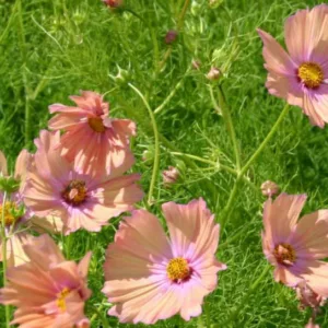 Cosmos Apricotta, Mexican Aster Apricotta, Cosmos Bipinnatus Apricotta, Salmon Cosmos, Apricot Cosmos, Peach Cosmos