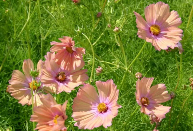 Cosmos Apricotta, Mexican Aster Apricotta, Cosmos Bipinnatus Apricotta, Salmon Cosmos, Apricot Cosmos, Peach Cosmos