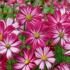 Cosmos Bipinnatus 'Cosimo Purple Red-White' information, Mexican Aster Cosimo Purple Red-White information, Cosmos Cosimo Purple Red-White information