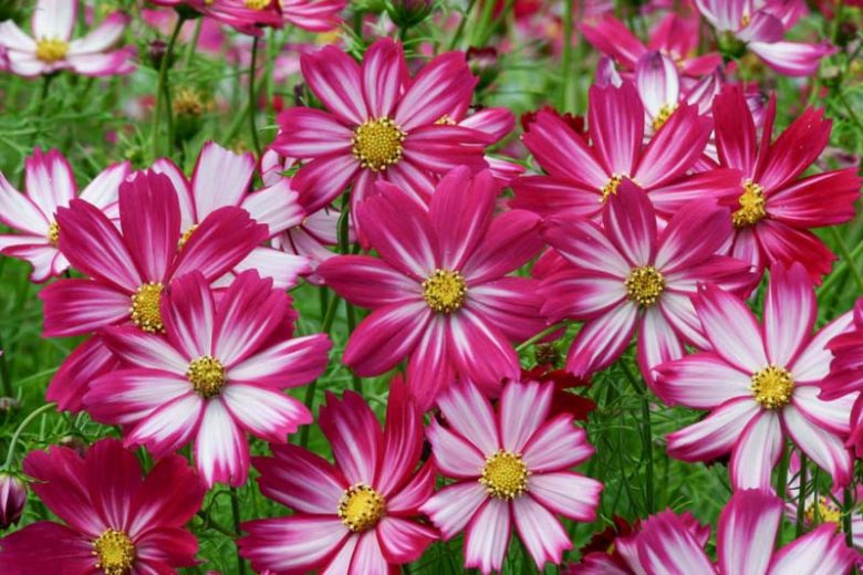 Cosmos Bipinnatus 'Cosimo Purple Red-White' information, Mexican Aster Cosimo Purple Red-White information, Cosmos Cosimo Purple Red-White information