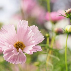 Cosmos Bipinnatus 'Cupcakes Blush', Mexican Aster Cupcakes Blush, Pink Cosmos, Cupcakes Series