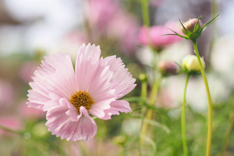 Cosmos Bipinnatus 'Cupcakes Blush', Mexican Aster Cupcakes Blush, Pink Cosmos, Cupcakes Series