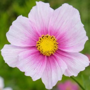 Cosmos Bipinnatus 'Daydream', Mexican Aster Daydream, White Cosmos, Purple Cosmos, Bicolor Cosmos