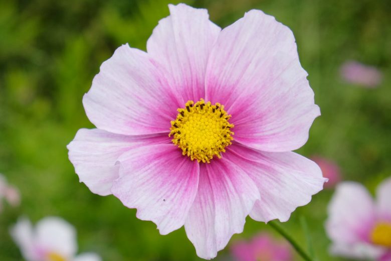 Cosmos Bipinnatus 'Daydream', Mexican Aster Daydream, White Cosmos, Purple Cosmos, Bicolor Cosmos