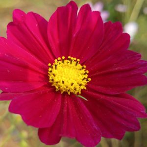 Cosmos Dazzler, Cosmos Bipinnatus 'Dazzler', Mexican Aster Dazzler, Red Cosmos