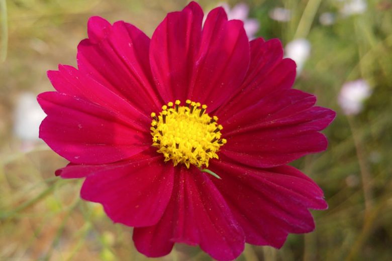 Cosmos Dazzler, Cosmos Bipinnatus 'Dazzler', Mexican Aster Dazzler, Red Cosmos