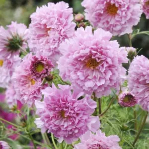 Cosmos Bipinnatus 'Double Click Rose Bonbon' information, Mexican Aster Double Click Rose Bonbon information, Cosmos Double Click Rose Bonbon information, Cosmos Rose Bonbon, pink cosmos, pink flowers