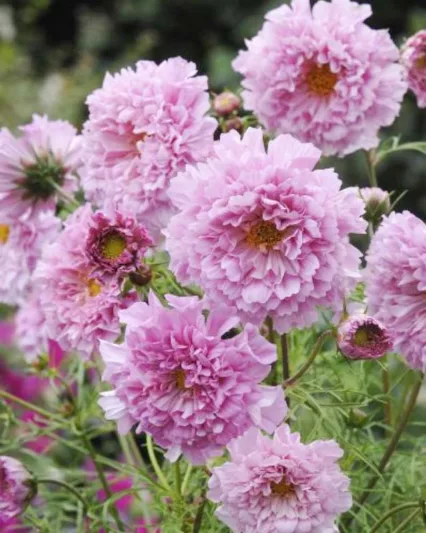 Cosmos Bipinnatus 'Double Click Rose Bonbon' information, Mexican Aster Double Click Rose Bonbon information, Cosmos Double Click Rose Bonbon information, Cosmos Rose Bonbon, pink cosmos, pink flowers