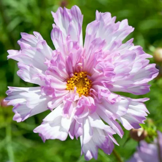 Cosmos Bipinnatus 'Double Click Bicolor Rose', Mexican Aster Double Click Bicolor Rose, Cosmos Double Click Bicolor Rose, Cosmos Rose Bonbon, pink cosmos, pink flowers