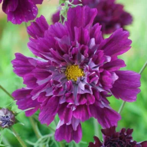 Cosmos Bipinnatus 'Double Click Cranberries', Mexican Aster Double Click Cranberries, Cosmos Double Click Cranberries, Cosmos Cranberries, purple cosmos, purple flowers