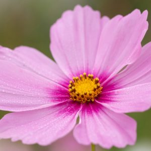 Cosmos Bipinnatus 'Gloria', Mexican Aster Gloria, Pink Cosmos, Purple Cosmos, Bicolor Cosmos