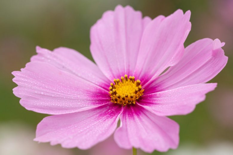 Cosmos Bipinnatus 'Gloria', Mexican Aster Gloria, Pink Cosmos, Purple Cosmos, Bicolor Cosmos