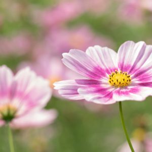 Cosmos Bipinnatus 'Happy Ring', Mexican Aster Happy Ring, Pink Cosmos, Purple Cosmos, Bicolor Cosmos