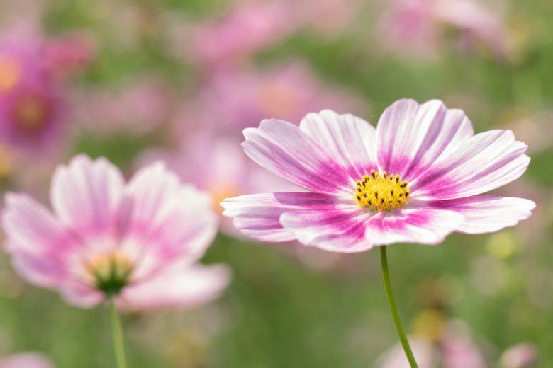 Cosmos Bipinnatus 'Happy Ring', Mexican Aster Happy Ring, Pink Cosmos, Purple Cosmos, Bicolor Cosmos