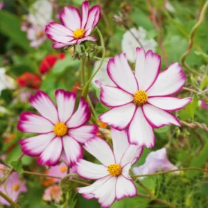 Cosmos Bipinnatus 'Sensation Picotee', Mexican Aster Sensation Picotee, Pink Cosmos