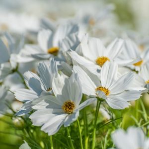Cosmos Bipinnatus 'Purity', Mexican Aster Purity, White Cosmos, Cosmea 'Purity'