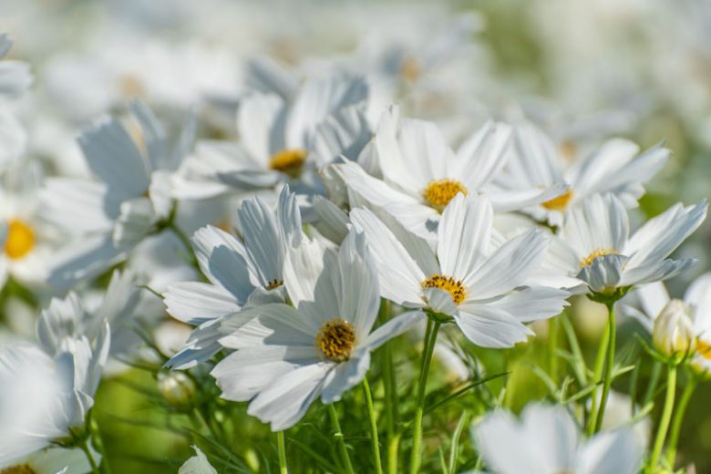 Cosmos Bipinnatus 'Purity', Mexican Aster Purity, White Cosmos, Cosmea 'Purity'