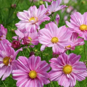 Cosmos Bipinnatus 'Rosetta', Mexican Aster Rosetta, Cosmos Rosetta, pink cosmos, pink flowers