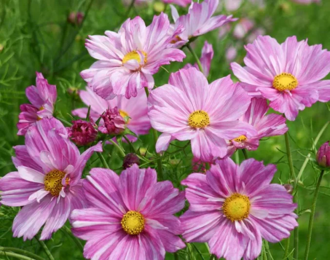 Cosmos Bipinnatus 'Rosetta', Mexican Aster Rosetta, Cosmos Rosetta, pink cosmos, pink flowers