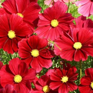 Cosmos Rubenza, Cosmos Bipinnatus 'Rubenza', Mexican Aster Rubenza, Red Cosmos