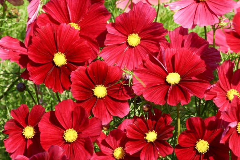 Cosmos Rubenza, Cosmos Bipinnatus 'Rubenza', Mexican Aster Rubenza, Red Cosmos