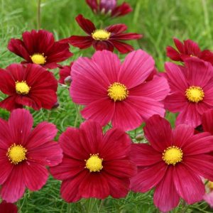Cosmos Rubinato, Mexican Aster Rubinato, Cosmos Bipinnatus Rubinato, Red Cosmos