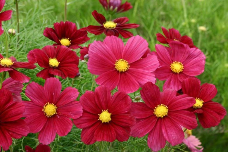 Cosmos Rubinato, Mexican Aster Rubinato, Cosmos Bipinnatus Rubinato, Red Cosmos