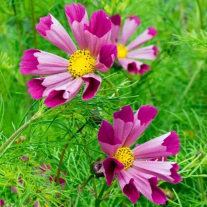 Cosmos Bipinnatus 'Sea Shells Red', Mexican Aster Sea Shells Red, Red Cosmos