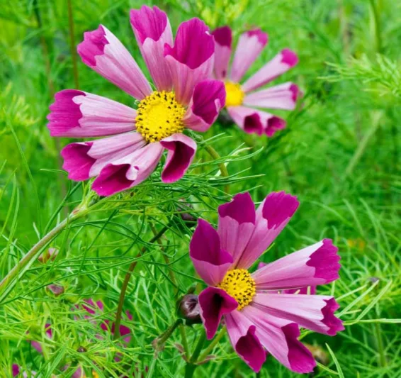 Cosmos Bipinnatus 'Sea Shells Red', Mexican Aster Sea Shells Red, Red Cosmos