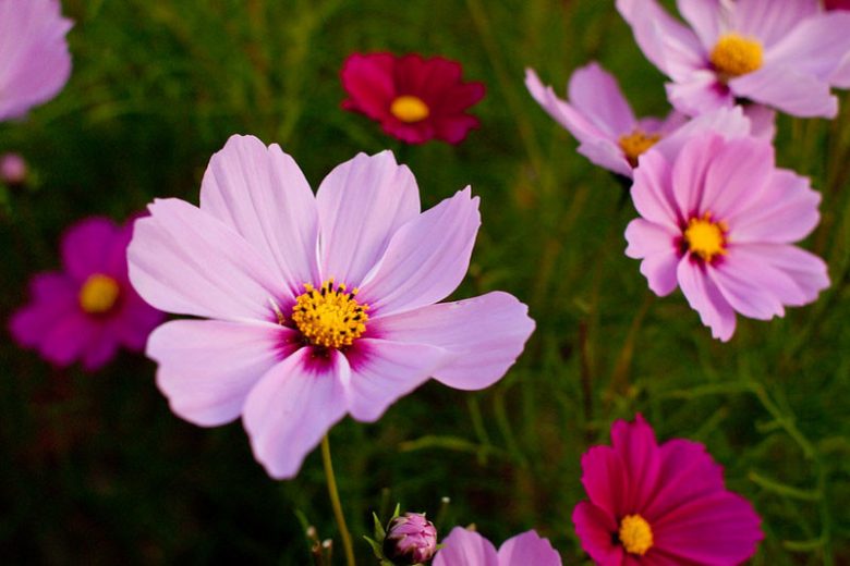 Cosmos Bipinnatus 'Sensation Radiance', Mexican Aster Sensation Radiance, Pink Cosmos