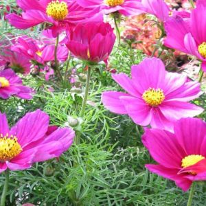 Cosmos Sonata Carmine, Mexican Aster Sonata Carmine, Cosmos Bipinnatus Sonata Carmine, Red Cosmos, Red Flowers