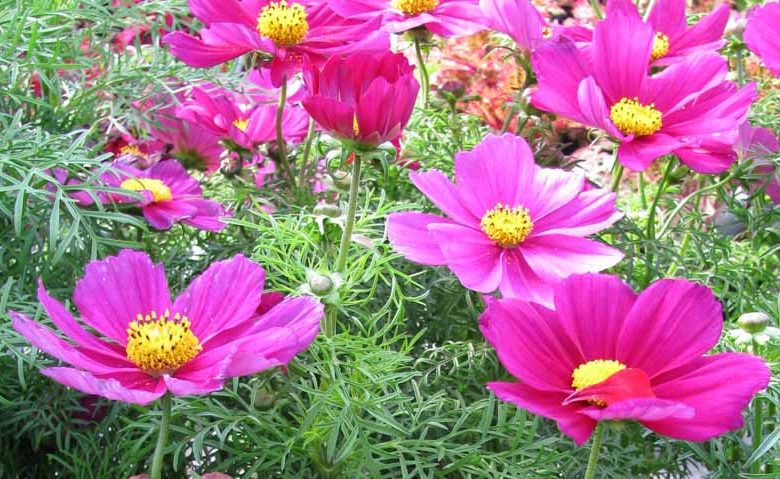 Cosmos Sonata Carmine, Mexican Aster Sonata Carmine, Cosmos Bipinnatus Sonata Carmine, Red Cosmos, Red Flowers