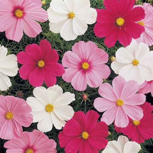Cosmos Sonata Mix information, Mexican Aster Sonata mix information, Cosmos Bipinnatus Sonata mix information