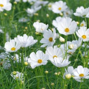 Cosmos Sonata White, Mexican Aster Sonata White, Cosmos Bipinnatus Sonata White, Cosmos Sonata Blanc, White Cosmos, White Flowers