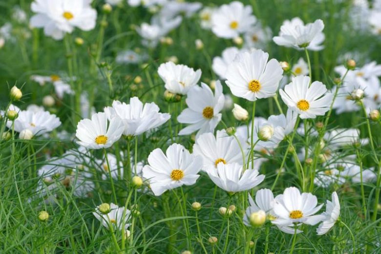 Cosmos Sonata White, Mexican Aster Sonata White, Cosmos Bipinnatus Sonata White, Cosmos Sonata Blanc, White Cosmos, White Flowers