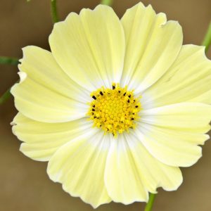Cosmos Xanthos, Mexican Aster Xanthos, Cosmos Bipinnatus Xanthos, Yellow Cosmos