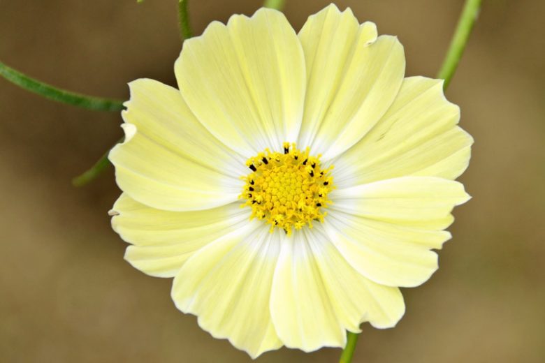 Cosmos Xanthos, Mexican Aster Xanthos, Cosmos Bipinnatus Xanthos, Yellow Cosmos