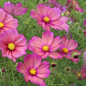 Cosmos Xsenia, Mexican Aster Xsenia, Cosmos Bipinnatus Xsenia, Terracotta Cosmos, Orange Cosmos